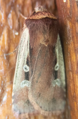 Ochropleura implecta