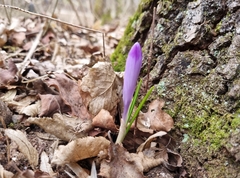 Crocus heuffelianus