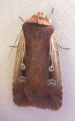 Ochropleura implecta