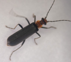 Podabrus conspiratus