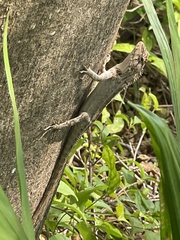 Calotes versicolor