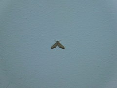 Chloroclystis filata