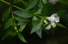 Westringia amabilis