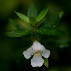 Westringia amabilis