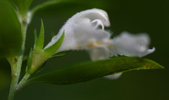 Westringia amabilis