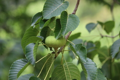 Hura polyandra