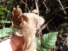 Helvella maculata