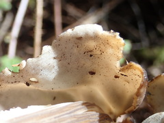 Helvella maculata