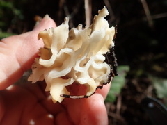 Helvella maculata