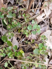 Veronica hederifolia-sublobata-triloba