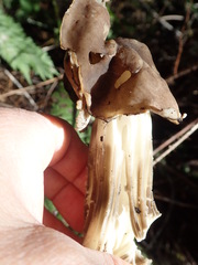 Helvella maculata