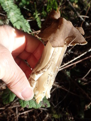 Helvella maculata