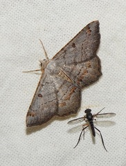 Dissomorphia australiaria