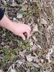 Veronica hederifolia-sublobata-triloba