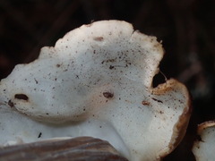 Helvella maculata
