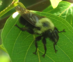 Laphria thoracica