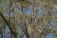 Pitangus sulphuratus