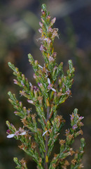 Olearia microdisca
