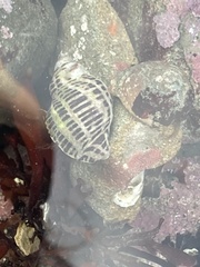 Acanthinucella punctulata