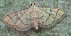 Blepharomastix ranalis