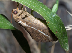 Oxycanus