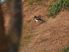 Gracupica floweri