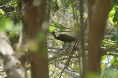 Phimosus infuscatus