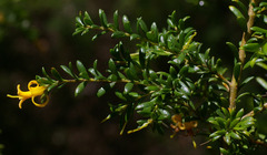 Persoonia terminalis terminalis