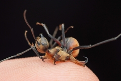 Polyrhachis bihamata