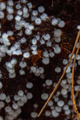 Ceratiomyxa morchella