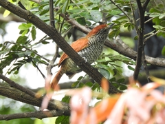 Thamnophilus multistriatus