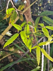 Rubus schmidelioides