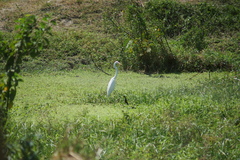 Ardea alba