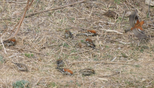 Russet Sparrow (Passer cinnamomeus), photo 4