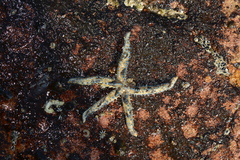 Allostichaster polyplax