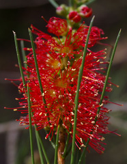 Melaleuca orophila