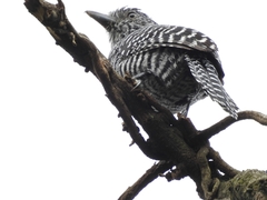 Thamnophilus multistriatus