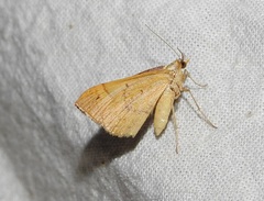 Anachloris subochraria