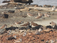 Arenaria interpres