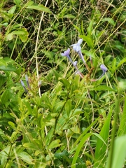 Plumbago auriculata