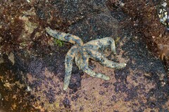 Allostichaster polyplax