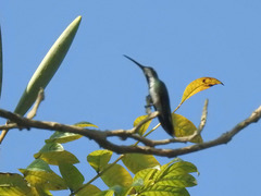 Anthracothorax prevostii