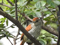 Thamnophilus multistriatus