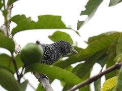 Thamnophilus multistriatus