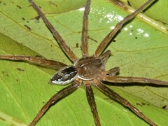 Dolomedes facetus