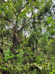 Exocarpos cupressiformis