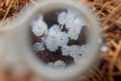 Ceratiomyxa morchella