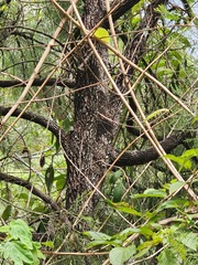 Exocarpos cupressiformis