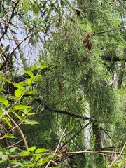 Exocarpos cupressiformis