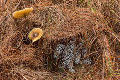 Ceratiomyxa morchella